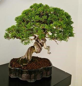 GINEPRO ITOIGAWA ...  - Auction Arte Asiatica e Bonsai - Bertolami Fine Art - Casa d'Aste