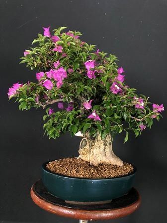 BOUGANVILLEA GLABRA...