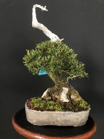 OLIVASTRO SYLVESTRIS...  - Asta Arte Asiatica e Bonsai - Bertolami Fine Art - Casa d'Aste