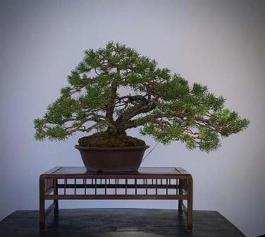 PINO...  - Asta Arte Asiatica e Bonsai - Bertolami Fine Art - Casa d'Aste