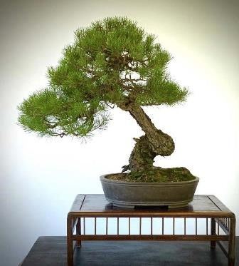 PINO SILVESTRE...  - Auction Arte Asiatica e Bonsai - Bertolami Fine Art - Casa d'Aste