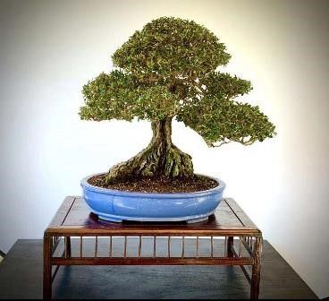 OLIVASTRO...  - Auction Arte Asiatica e Bonsai - Bertolami Fine Art - Casa d'Aste