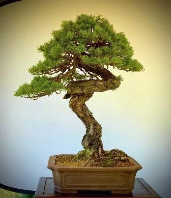 PINO SILVESTRE...  - Auction Arte Asiatica e Bonsai - Bertolami Fine Art - Casa d'Aste