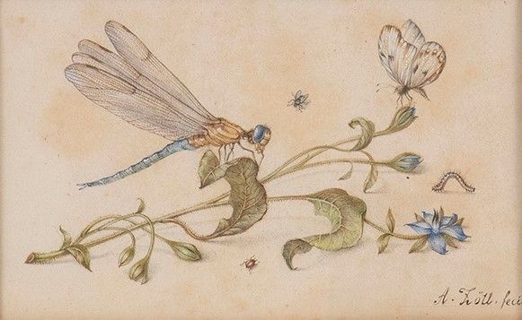 ALOYS Z&#214;TL (Freistadt, 1803 - Eferding, 1887) - Disegno naturalistico con libellula, farfalla e altri insetti su rametto di ane...