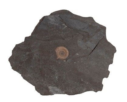 AMMONITE FOSSILE DEL TIPO DACTYLIOCERAS
Germania, periodo Giurassico, 190-140 m...  - Auction Archeologia: dalla Preistoria al Medioevo con una selezione di letteratura archeologica. - Bertolami Fine Art - Casa d'Aste