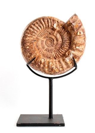 GRANDE AMMONITE FOSSILE
Marocco, periodo Cretacico, 140-60 milioni di anni...  - Asta Archeologia: dalla Preistoria al Medioevo con una selezione di letteratura archeologica. - Bertolami Fine Art - Casa d'Aste