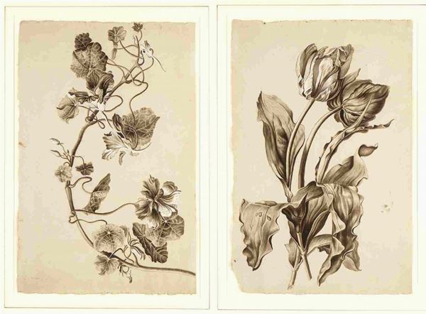 Coppia di disegni. a) Studio per tralcio di vite; b) Studio per tulipano. ...