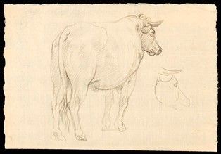 Francesco Londonio : Studio di bue ...  - Auction Dipinti, Disegni e Sculture dal XIV al XIX secolo - Bertolami Fine Art - Casa d'Aste
