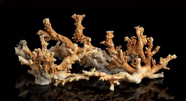 RAMI GREZZI DI CORALLO ROSA GR. 40.000,00 x € 0,051 Nome Scientifico dell'anima...  - Asta CORALLI, PERLE E CAMMEI: GIOIELLI E OGGETTI D’ARTE DALLA LIQUIDAZIONE DELL’AZIENDA MONDIAL CORAL DI TORRE DEL GRECO - Bertolami Fine Art - Casa d'Aste