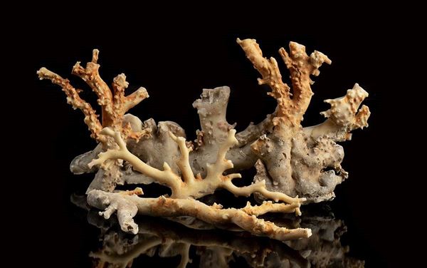 Rami grezzi di corallo rosa, circa 35 Kg...  - Asta CORALLI, PERLE E CAMMEI: GIOIELLI E OGGETTI D’ARTE DALLA LIQUIDAZIONE DELL’AZIENDA MONDIAL CORAL DI TORRE DEL GRECO - Bertolami Fine Art - Casa d'Aste