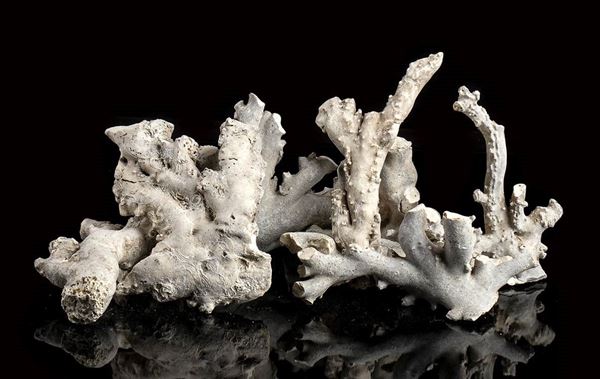 Rami grezzi di corallo bianco, circa 40 Kg ...  - Asta CORALLI, PERLE E CAMMEI: GIOIELLI E OGGETTI D’ARTE DALLA LIQUIDAZIONE DELL’AZIENDA MONDIAL CORAL DI TORRE DEL GRECO - Bertolami Fine Art - Casa d'Aste