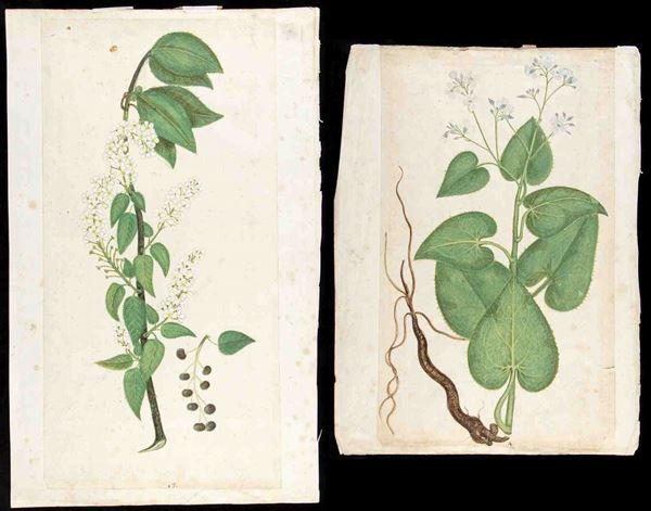 ARTISTA NATURALISTA, XVII / XVIII SECOLO - a) Pianta di gelsomino; b) pianta di sambuco - Coppia di disegni....