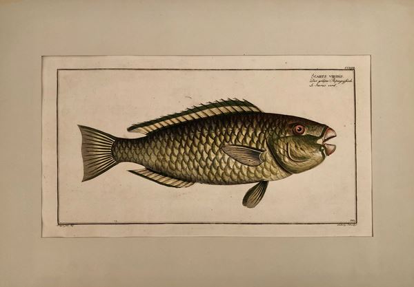 Marcus Elieser Bloch (1723-1799) - Scarus viridis, Pesce pappagallo / Scorpaena scrofa, Scorfano rosso ...